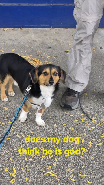 A black and tan dog on a leash looking at the camera